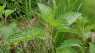 Nettle Plant Identification – Herbal Walk Series [upl. by Erika580]