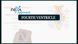 Fourth ventricle  neuroanatomy [upl. by Ahsenal]