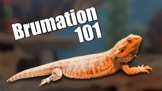 Bearded Dragon Brumation [upl. by Petrina489]