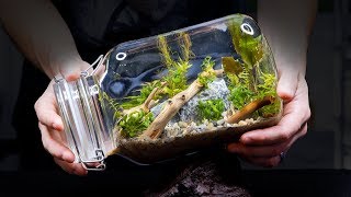 Sealed Aquarium Ecosphere Aquascape in a Jar [upl. by Gerard]