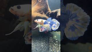 Beautiful male bettas together Get out of the MYTH [upl. by Phila]