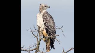 Martial Eagle [upl. by Tildie]