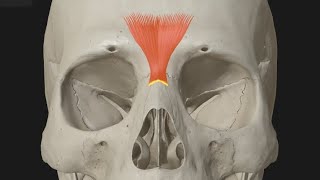 Procerus muscle function [upl. by Liban]