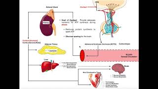 Specific Hormones  Functions of Cortisol [upl. by Merdith]