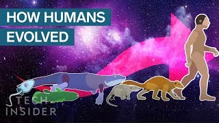 Incredible Animation Shows How Humans Evolved From Early Life [upl. by Woodsum]