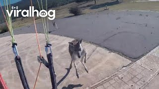 Curious Kangaroo Charges Paraglider  ViralHog [upl. by Liebowitz433]