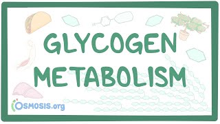 Glycogen metabolism [upl. by Sandra]