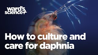 Caring and Culturing for Daphnia [upl. by Cord]