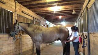 Equine Massage Techniques [upl. by Orola]