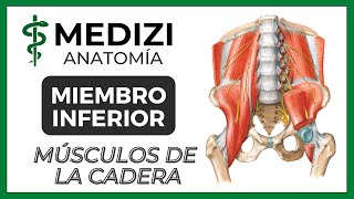 Anatomía de Miembro Inferior MMII  Músculos de la Cadera y Aductores [upl. by Llerref704]