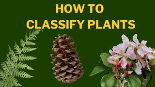 Learn Plant Classification  The Plant Kingdom [upl. by Nita242]