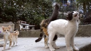 In Istanbul the Cats Are King [upl. by Rabma530]