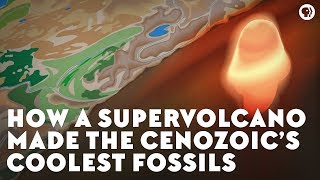 How a Supervolcano Made the Cenozoic’s Coolest Fossils [upl. by Kolnick]