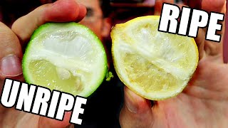 How To Cut A Lime Wheel For Cocktail Garnish Easy and Impressive [upl. by Aisats619]