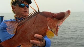 Hogfish Fishing Offshore Tampa Bay Florida and Gag Grouper [upl. by Yniffit]