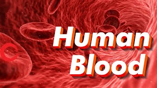 Human Blood rbc wbc plasma platelets  Life processes Class 10 Science Biology [upl. by Palm]