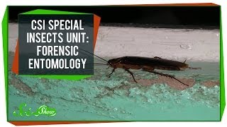 CSI Special Insects Unit Forensic Entomology [upl. by Aitnauq]