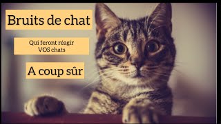 Bruits de chat pour faire réagir les votres [upl. by Sutelc838]