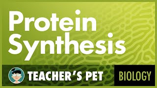 Protein Synthesis [upl. by Llekcm205]