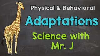 What are Adaptations  Physical Adaptations amp Behavioral Adaptations [upl. by Marie-Ann669]