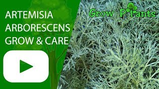 Artemisia arborescens  grow amp care  Tree Wormwood [upl. by Boyt200]