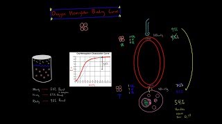 Oxygen Hemoglobin Dissociation Curve R state T state Coopertivity Biochemistry MCAT [upl. by Gitlow]