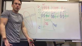 Heart Muscle myocardium Action Potential  Cardiology [upl. by Secnarfyram]