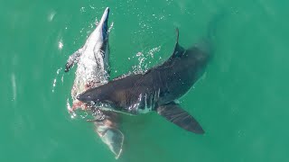 Great White Sharks Feast on a Dolphin [upl. by Eustace162]