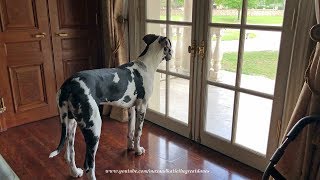 Great Dane Puppys Bark Changes From Playful To Protective [upl. by Anauqcaj316]