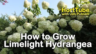 How to grow Limelight Hydrangeas Hydrangea Paniculata or Tree Hydrangea [upl. by Beera]