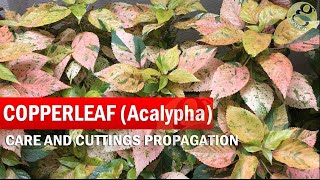 COPPERLEAF Plant Care  Acalypha wilkesiana  How to grow Khalifa Plant from Cuttings  in English [upl. by Nirra2]