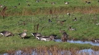 Marshside RSPB Reserve Southport Merseyside [upl. by Annodal]