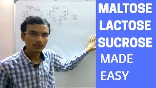 Disaccharides  Maltose Lactose and Sucrose [upl. by Calan]