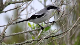 Loggerhead Shrike  the Butcher Bird in action [upl. by Bowrah]