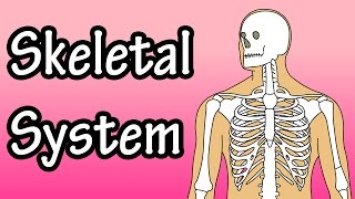 The Skeletal System  Skeletal System Functions  Skeletal System Basics [upl. by Lledor]