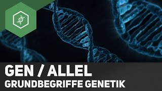 Gen  Allel  Unterschied  Grundbegriffe Genetik 2 [upl. by Llehsim]