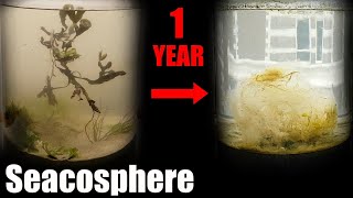 A Year Ago I Put Saltwater in a Jar This Happened  Natural saltwater ecosphere 1 year update [upl. by Aruasor721]