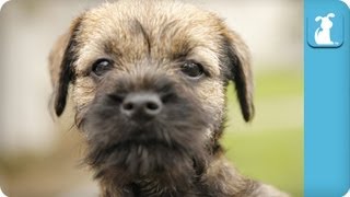 Border Terrier Puppies Running Around  Puppy Love [upl. by Unders]