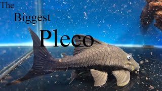 7 Largest Plecos Hypostominae How big will my pleco grow [upl. by Cilegna]