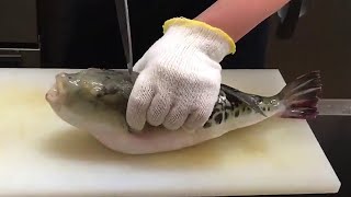 FUGU Fish  Filleting Most Poisonous FISH in the World [upl. by Ahsrav]