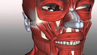 Muscles of Facial Expression  Anatomy Tutorial PART 2 [upl. by Ingra]