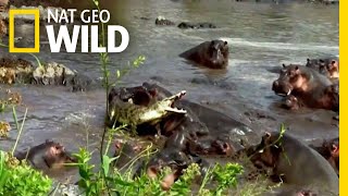 Hippo vs Crocodile  Nat Geo Wild [upl. by Yeclehc]