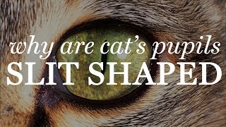 Why Are Cats Pupils Slit Shaped [upl. by Blackstock]