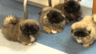 Pekingese puppies in Kennel Kaimon Gerheil [upl. by Ambrosio722]