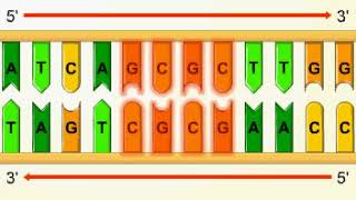 Palindromic sequences [upl. by Lissak808]