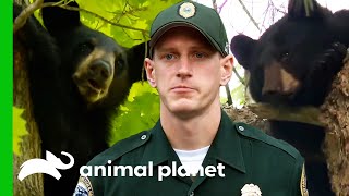 Game Wardens Help Stray Bears  North Woods Law [upl. by Prunella]