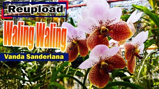 Vanda sanderiana  Waling waling [upl. by Swetiana135]