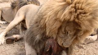 Lion feeding  antelope park Zimbabwe [upl. by Ellicott746]