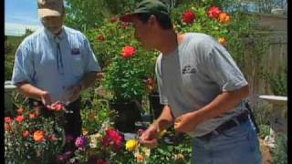 How To Prune Roses In The Summer [upl. by Casi]