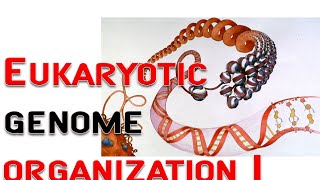 Eukaryotic genome organization 1  chromosome nucleosome [upl. by Wilek527]